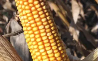 РОСМОЛД 254 МВ