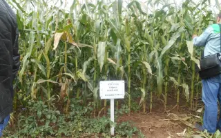 МОЛДАВСКИЙ 205 АЛСВ