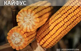 КАЙФУС