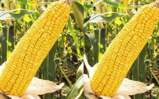 КРАСНОДАРСКИЙ 230 АМВ