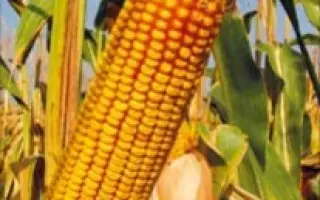 КРАСНОДАРСКИЙ 452 АМВ