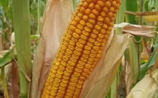 ЛАДОЖСКИЙ 411 МВ