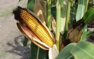 ЛАДОЖСКИЙ 391 АМВ