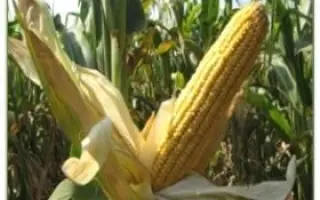 ЛАДОЖСКИЙ 298 МВ