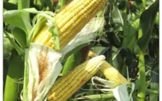 ЛАДОЖСКИЙ 301 АМВ