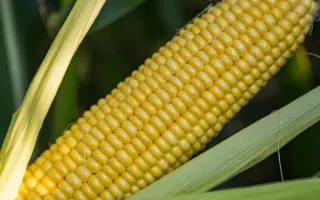 ОКЮ 414 X С 2101-2