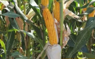 ДОКУЧАЕВСКИЙ 250 МВ