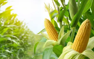 КВ 1 Ф 291 X КВ 1 Ф 290