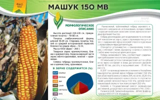 МАШУК 150 МВ