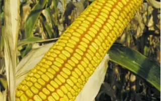 КРАСНОДАРСКИЙ 292 АМВ