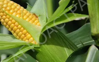 ЗЕРНОГРАДСКИЙ 354 МВ