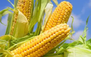 ЗЕРНОГРАДСКИЙ 401 МВ