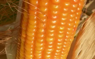 ИНТЕРКРАС 285 МВ