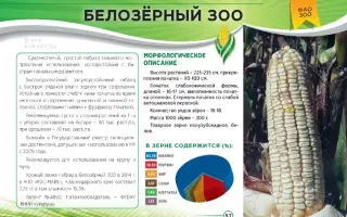 БЕЛОЗЕРНЫЙ 300