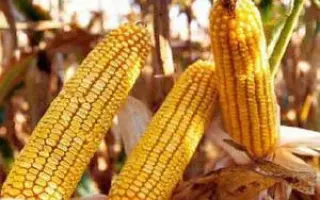 ДНЕПРОВСКИЙ 215 СВ