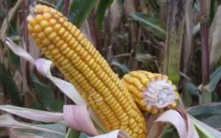 СОЛОНЯНСКИЙ 298 СВ