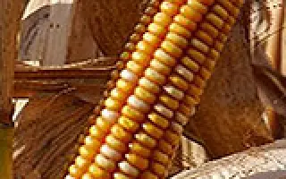 КУБАНСКИЙ 101 СВ