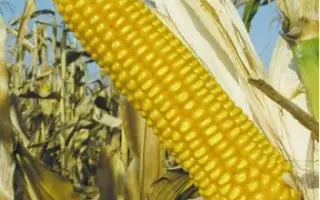 СЕВЕРСКИЙ 190 МВ