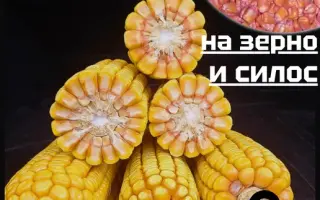 КРАСНОДАРСКИЙ 500 АМВ