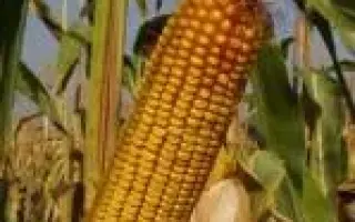 КРАСНОДАРСКИЙ 455 МВ