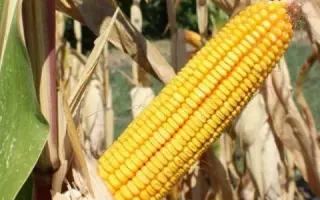 ПОРУМБЕНЬ 140 МВ