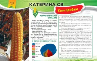 КАТЕРИНА СВ
