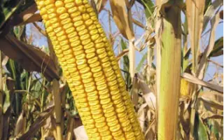 КРАСНОДАРСКИЙ 425 МВ