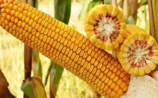 КРАСНОДАРСКИЙ 291 АМВ