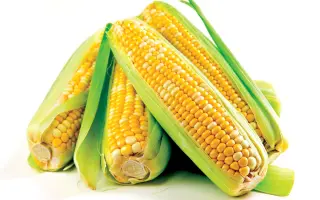 МАСЛОВСКИЙ 208 СВ