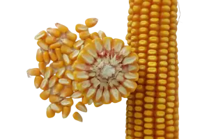 КАСКАД 195 СВ