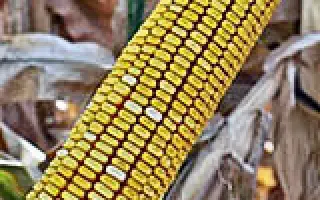 КУБАНСКИЙ 390 АМВ