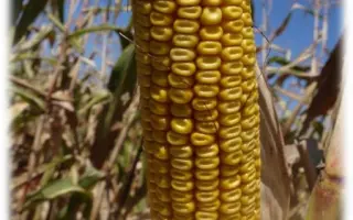 ВОРОНЕЖСКИЙ 279 СВ