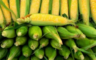 КАВКАЗ 587 МВ