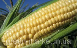 ПОРУМБЕНЬ 458 СВ