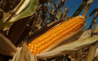 ПОРУМБЕНЬ 372 МВ