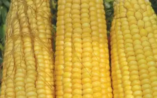 РОДНИК 292 МВ