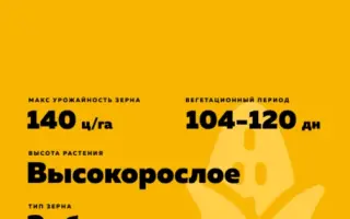 ЧАПАЕВЕЦ СВ