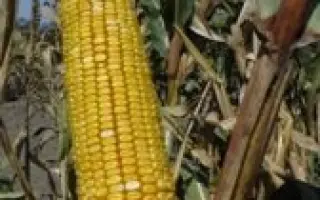 КАВКАЗ 575 МВ