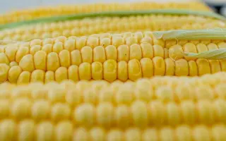 КУБАНСКИЙ 601 СВ