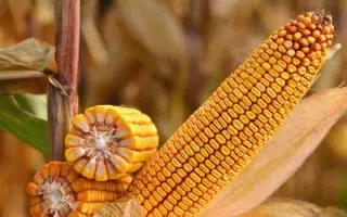 КРАСНОДАРСКИЙ 389 МВ