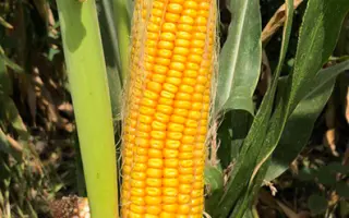 КРАСНОДАРСКИЙ 415 МВ