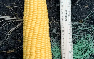 ДНЕПРОВСКИЙ 195 СВ