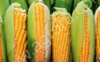 КУЛУНДИНСКАЯ 2