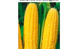 НАДЕЖДА 3 СВ