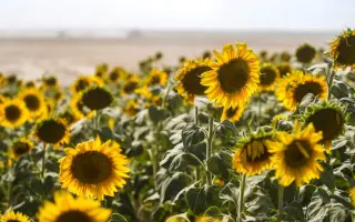 ФКРА 1945 СУ А