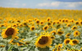 ДОН ЭКСПРЕСС