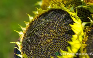 ГРАНД СТАР 50