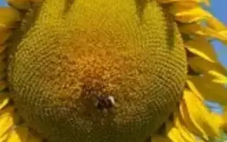 Ф 6 АХ 8 МСОА