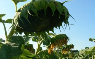 ПРЕТОРИЯ КЛП