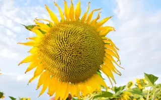 ЕС ОАЗИС СЛП